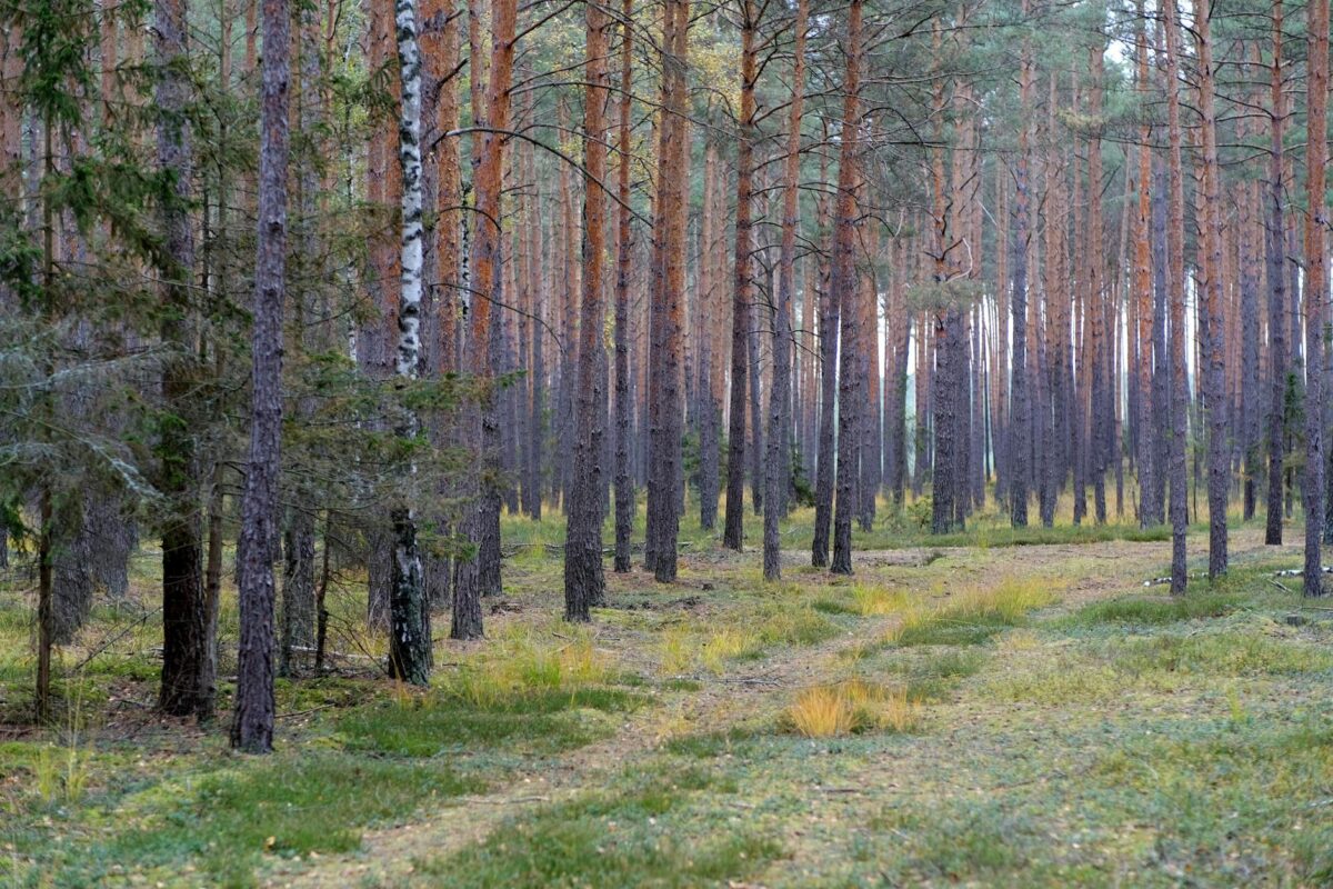 Phần 1: Tại sao sống tỉnh thức lại quan trọng?